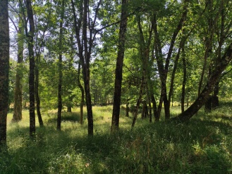 vente terrain FONTENILLES pieces, 6500m2